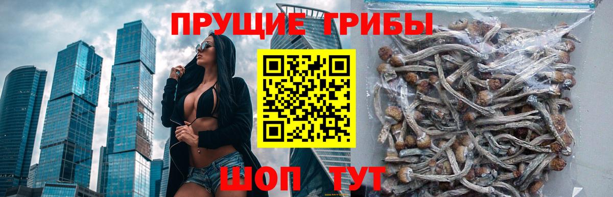 Псилоцибиновые грибы GOLDEN TEACHER Славгород